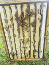 Load image into Gallery viewer, Pure, Raw Honey